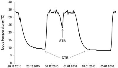 Shallow Torpor Expression in Free-Ranging Common Hamsters With and Without Food Supplements